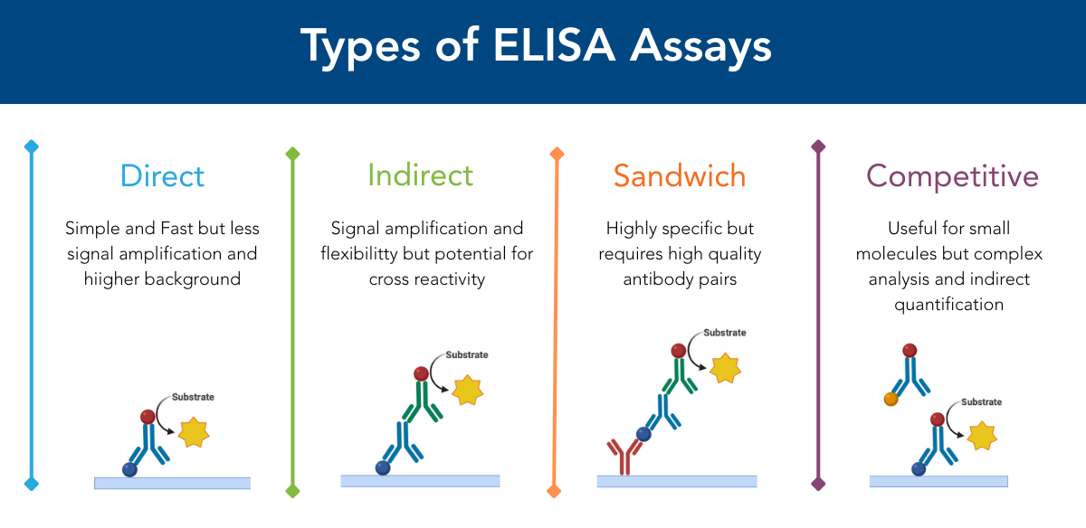 Pt. 1: How to Design Your ELISA to Minimize Pitfalls and Maximize ...