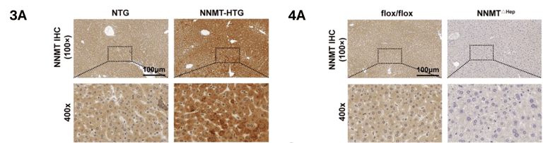 NNMT antibody-1