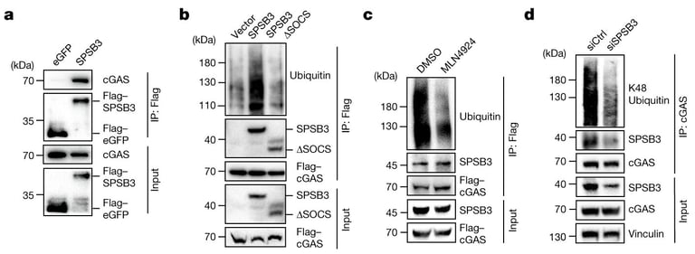 SPSB3 ARP71676 cropped a-d