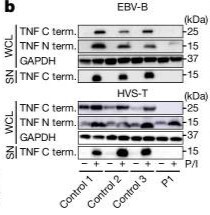 TNF ARP80342 cropped Fig2B